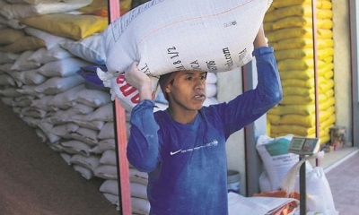 Escases del maíz afecta a productores 
