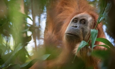 El zoológico de San Diego ha vacunado a cuatro orangutanes y cinco bonobos. | Fuente: EFE (Referencial)