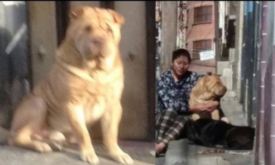 Un perro de raza shar pei que atacó a un menor de 12 años 