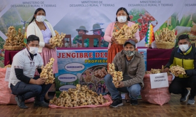 La producción de jengibre orgánico aumentó a 40 toneladas (t) por año.