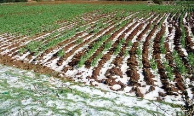 Los fenómenos climáticos afectaron a los cultivos.