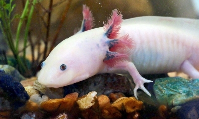 Un ejemplar de ajolote albino. Foto: RT