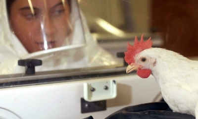 Italia sacrifica 18 millones de aves.