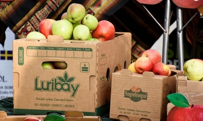 Más de 60 productores comercializan variedades de manzana orgánica boliviana 
