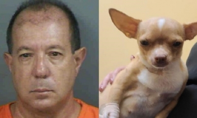 El supuesto veterinario 