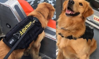  Jake, el perro afectado/Foto. RRSS