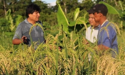 El expresidente Evo Morales, observando sus cultivos de arroz, en el Trópico.