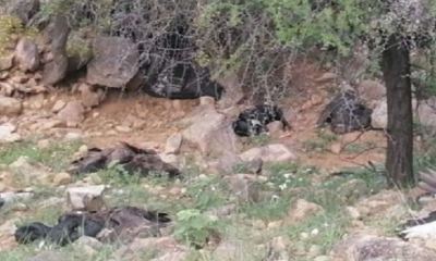 34 cóndores murieron en la comunidad Laderas Norte en Tarija/Foto. RRSS