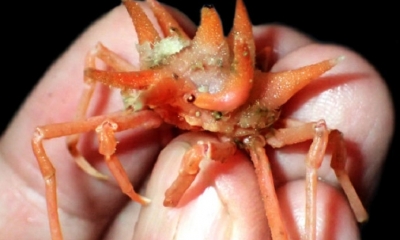 South Java Deep Sea Expedition. Foto: Agence France-Presse
