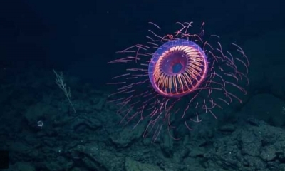 La Halicreatidae fue hallada por una expedición submarina a unos 4.000 metros de profundidad