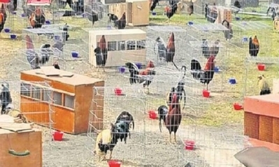 200 gallos presos por participar en peleas ilegales. Foto: Ojo.pe