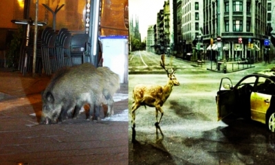 Animales toman las ciudades