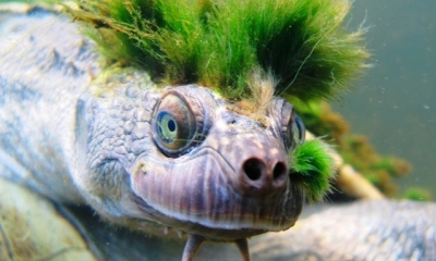 Tortuga Punk. Foto: RT