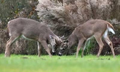 Dos ciervos de cola blanca machos se ven en el Parque Estatal Cape Henlopen