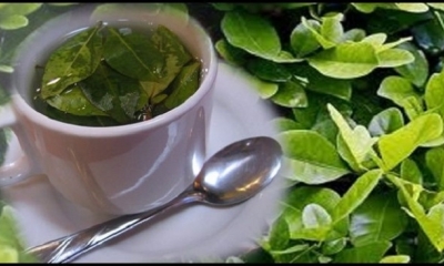 La hoja de coca es usada, entre otras cosas, para preparar infusiones con fines medicinales