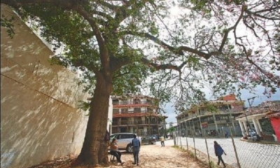 El toborochi se luce en este lote. Foto: El Deber