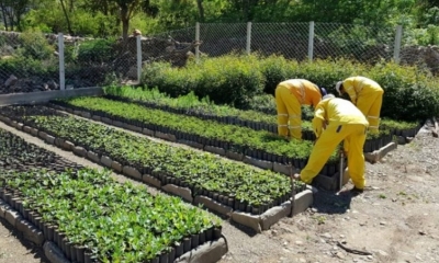 Ortuño explicó que los plantines fueron obtenidos mediante el Fondo Nacional de Desarrollo Forestal