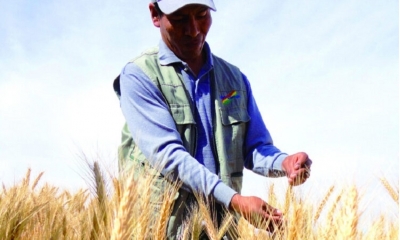 El trigo acopiado en los silos de la empresa estatal
