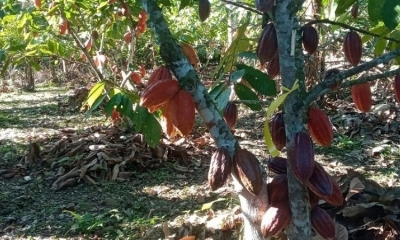 El cacao boliviano arrasa en París.