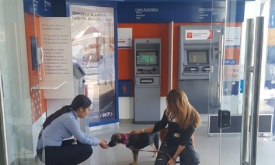 Es la primera entidad financiera amigable con los mimados de la casa/Foto. RB