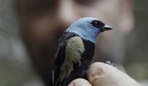 En la expedición en territorio de la Amazonia colombiana que aun no habían sido exploradas, se encontraron nuevas floras, anfibios, reptiles, mariposa