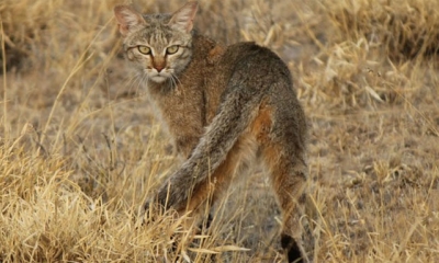 El felino fue encontrado en la sierra Levká Óri/Foto. EFE