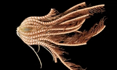 Primer plano del cuerpo central de una Promachocrinus fragarius,