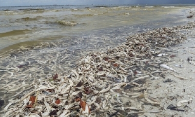 Millares de peces, centenares de tortugas y hasta algún manatí han aparecido muertos.